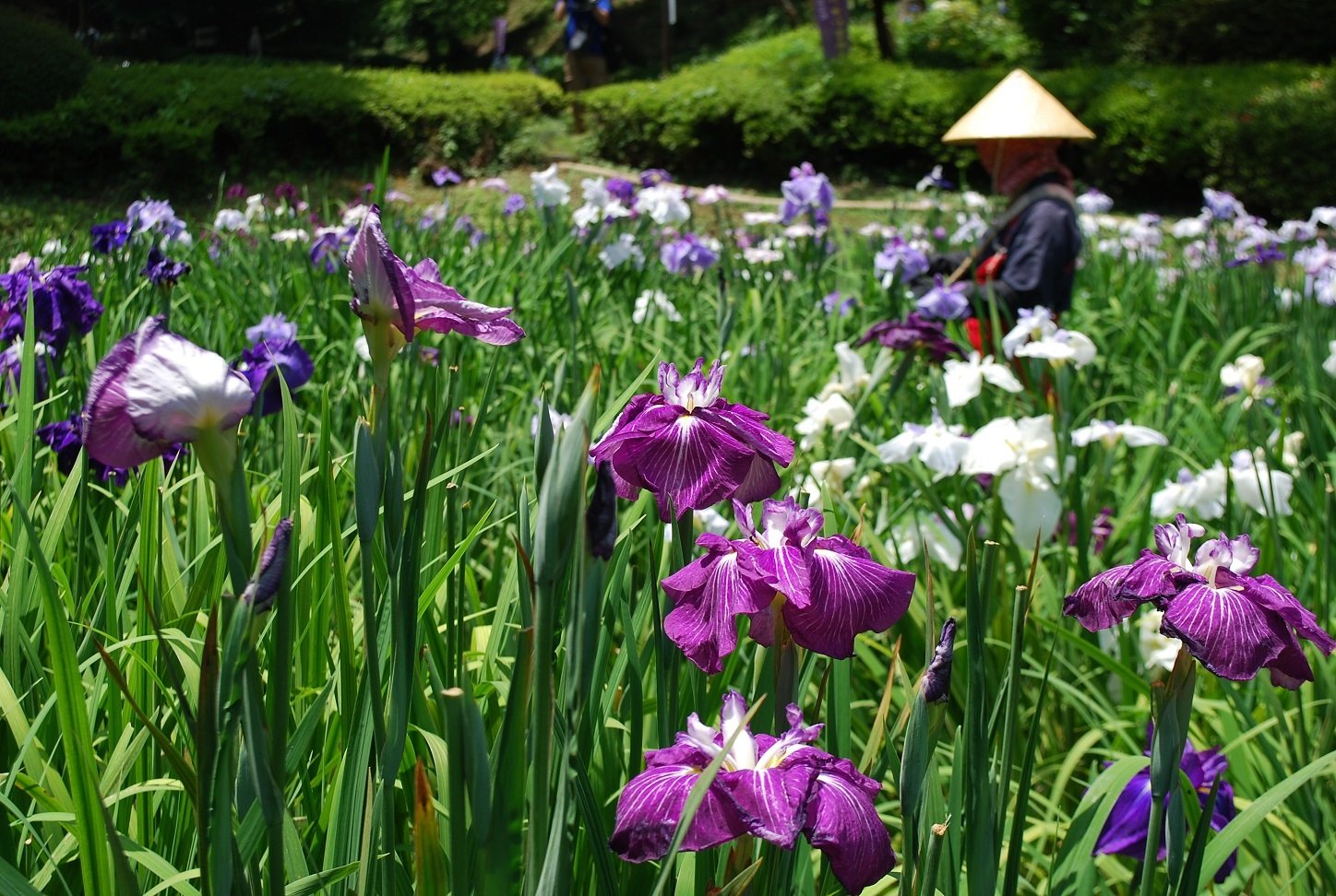 🏞️ 야쿠시이케 공원 (야쿠시이케 코엔) 이미지 11